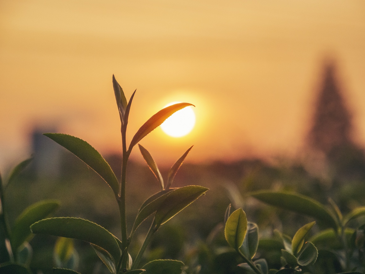 Caring for Mother Nature: Cultivating Sustainable Well-being in Today’s Changing Climate with Phyllis Stiles & Woody Tasch