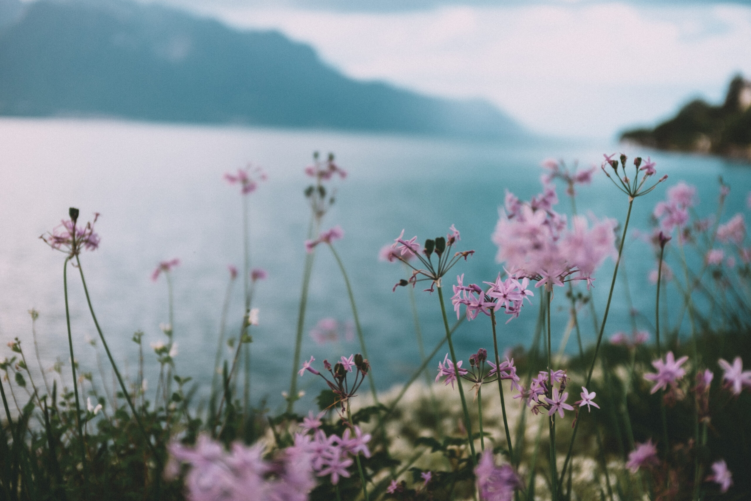Purple flowers close to a lake with a mountain in the back, image of new podcast episode about suffering and meaning with Lisa Cypers Kamen, Paul Bloom Ph.D. & Whitney Goodman LMFT